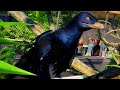 OFFICIAL TRAILER | Prehistoric Kingdom