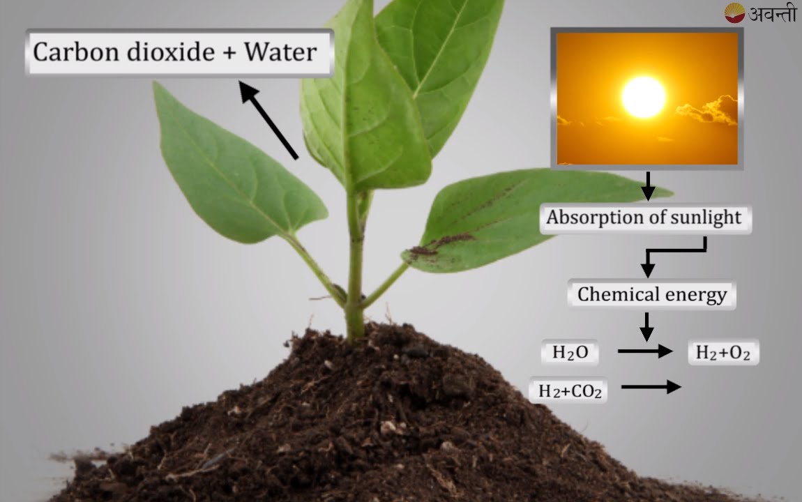 Class 10 Science - Biology - Nutrition in plants - YouTube