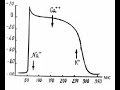 Потенциал действия рабочего миокарда
