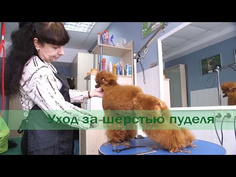Уход за шерстью пуделя