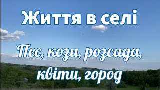 Життя в селі. Пасу кіз, огляд розсади, квіти на подвір‘ї, курчата, город.