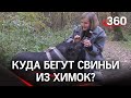 История чудесного спасения сбежавшей из Химок свиньи