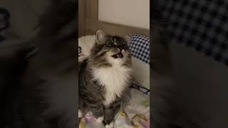 Funny fluffies / Funny moments with animals 2024 /№34 #ff #cats #dogs #pets