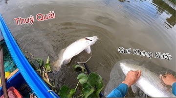 Run Hết Tay Chân Khi Chạm Mặt Thủy Quái Sông Lớn | Kích Cá Miền Tây | Catch Fish