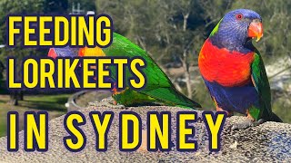 Feeding Rainbow LORIKEETS in Sydney, Australia (Australian Parrots)