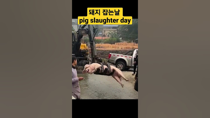 오늘은 돼지잡는날 🐷 #돼지