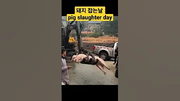 오늘은 돼지잡는날 돼지 