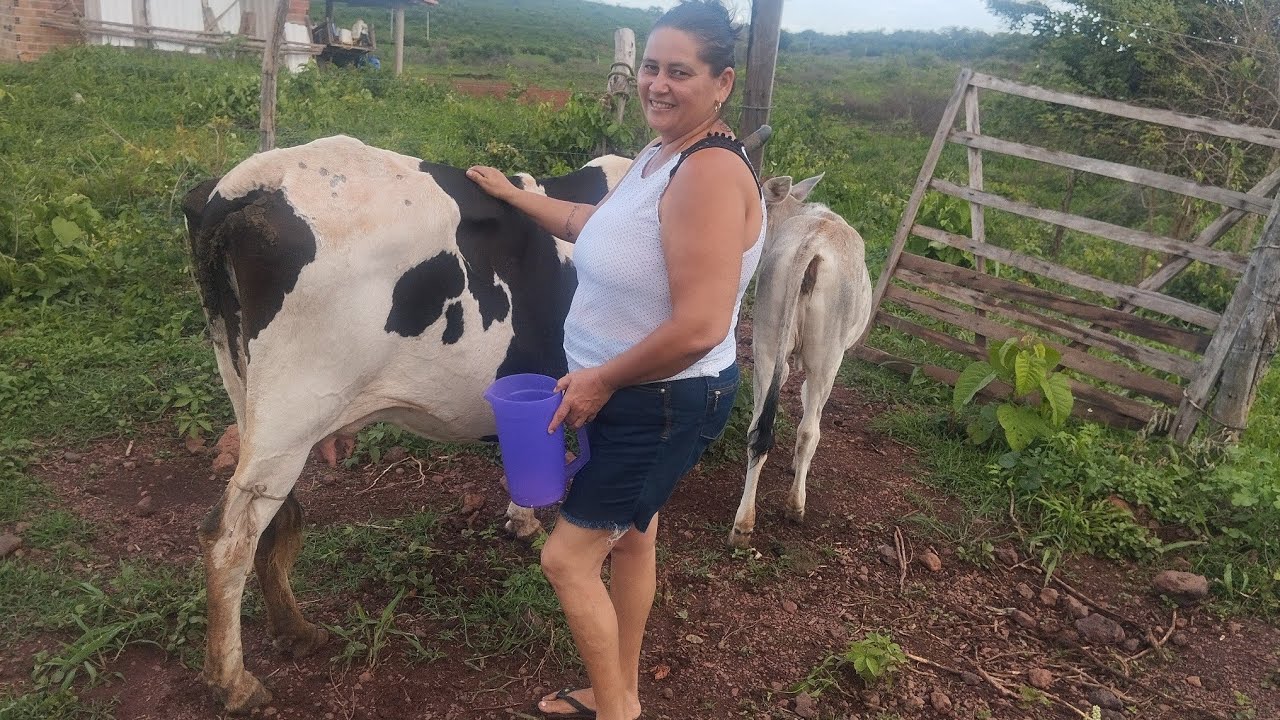FOMOS TIRAR LEITE DA VAQUINHA MIMOSA 