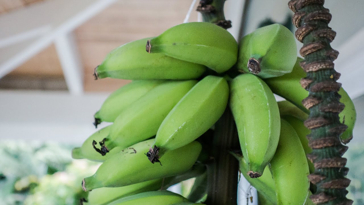 Harvesting Tropical Fruits in Big Island ☆ ハワイ島でトロピカルフルーツを収穫！ | Peaceful Cuisine