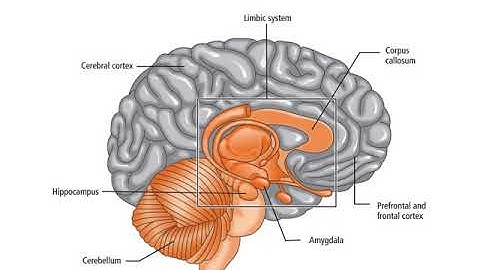Week 2 Neuroscience and Aging
