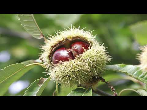 Video: Mënyra Më E Mirë Për Të Rritur Fidanë