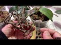 Don't Throw Away Your Orchid Roots, Give Them A Second Chance Of Life