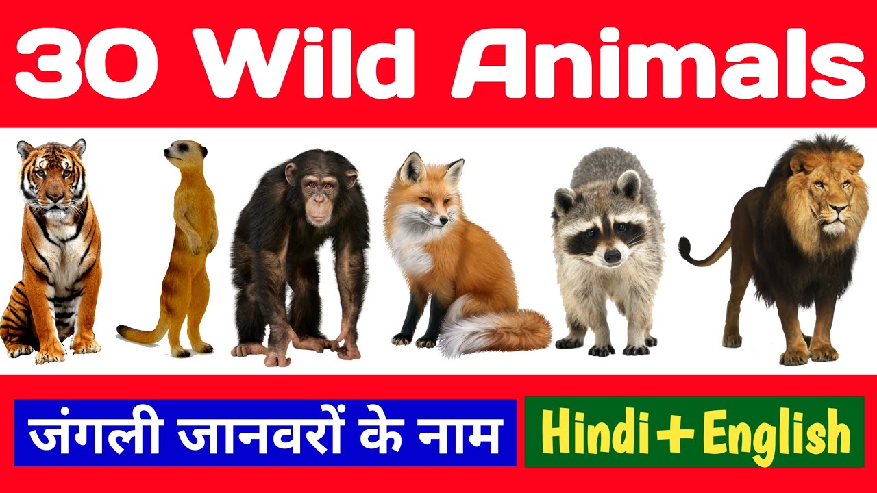 30 Wild animals name, animals name, 10 animals name, जंगली जानवर, wild  animals name english to hindi - YouTube