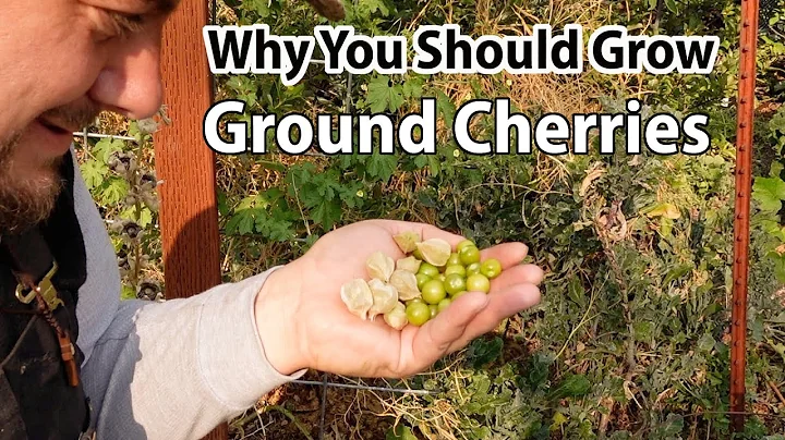 Cách trồng cây cherry đất dễ dàng | Một loại cây ngon và dồi dào mà không cần nhiều công sức