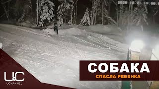 СОБАКА ЦЕНОЙ ЖИЗНИ СПАСЛА РЕБЕНКА ОТ ВОЛКА | СИНДОР