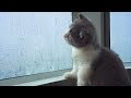 Kitten Reacts To Rain For The First Time