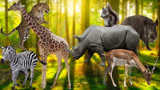 Happy Animals Moments: Antelope, Zebra, Boar, Leopard, Rhinoceros, Squirrel, Giraffe - Sounds