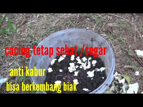 Video: Cara Menjaga Cacing untuk Memancing Umpan: 8 Langkah