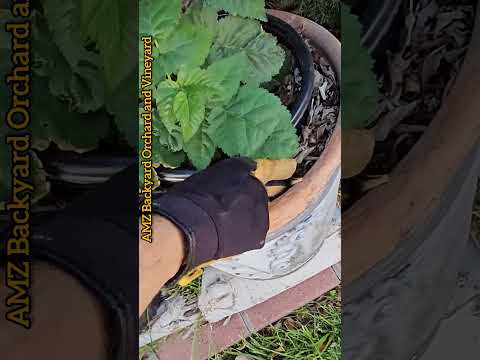 This Is EXACTLY Why We Don't Use Terracotta Pots For Gardening #shorts hqdefault