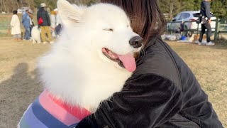 遊び疲れたらママになでなでされにくる甘えん坊な犬【サモエド】