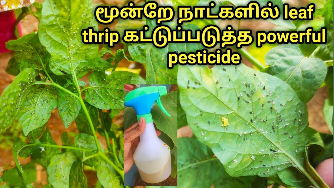 இலைப்பேன் வரக் காரணம் மற்றும் அதற்கான தீர்வு//Best homemade pesticide