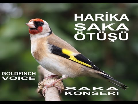Harika Saka Sesi - Saka Ötüşü - #goldfinch - #saka - goldfinch voice