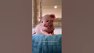 Породы кошек, которые почти не линяют