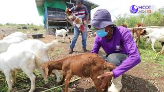 คนไทยหัวใจเกษตร 26 พฤศจิกายน 2564 B2