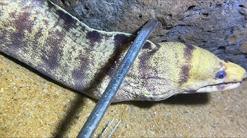 Diving under the sea to catch eels, crabs and sea cucumbers | Part 67