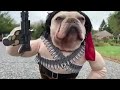 Rambo dog