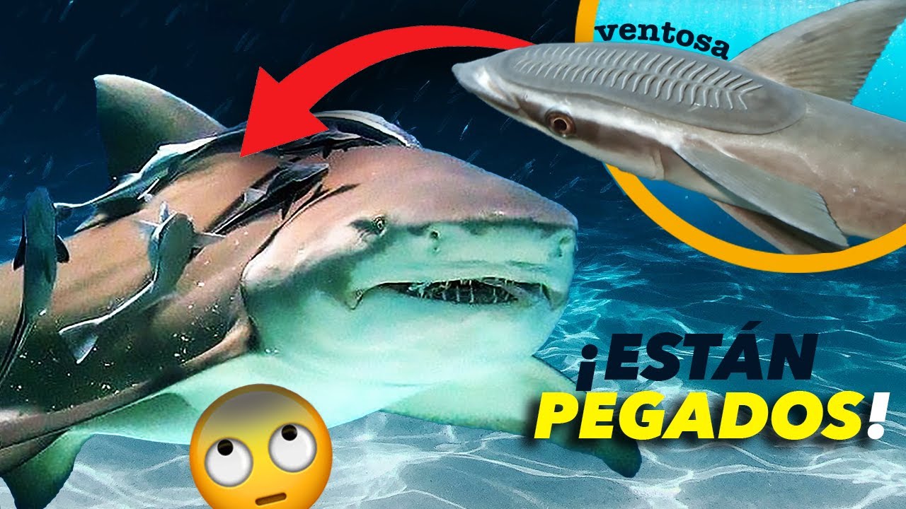 ¿Por qué los Tiburones tienen PECES PEGADOS? 🦈 (Pez Rémora) YouTube ¿Por qué los Tiburones tienen PECES PEGADOS? 🦈 (Pez Rémora) YouTube