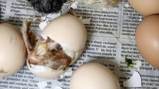 Hatching Chicks, Part 3 of 3