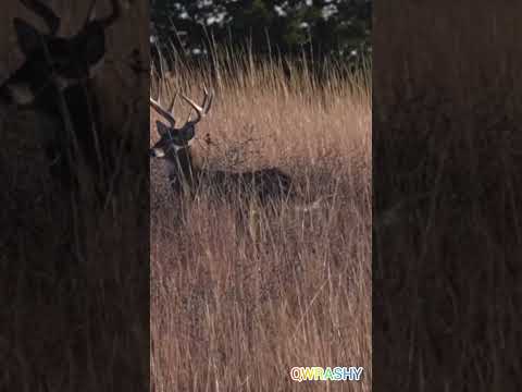 قنص الغزال الأيل الرنا