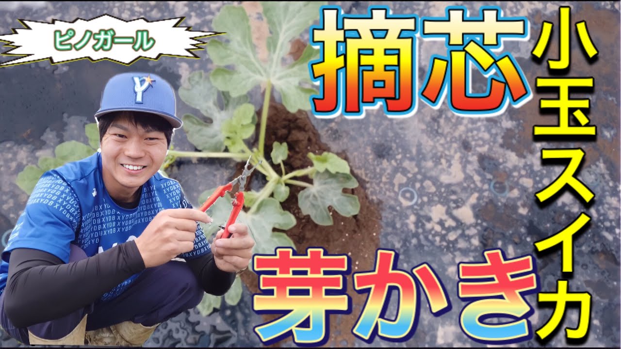 小玉スイカ の摘芯と芽かき ピノガール Youtube