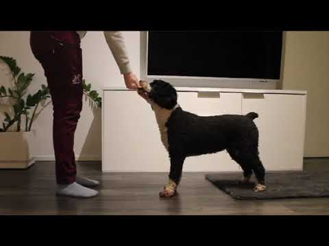 Video: 3 tapaa hoitaa koiran kuume