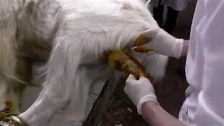 Кастрация козла. Goat castration. Docent A.D. Stepanov. ПДАТУ