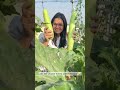 Summer garden harvest #organicgardening