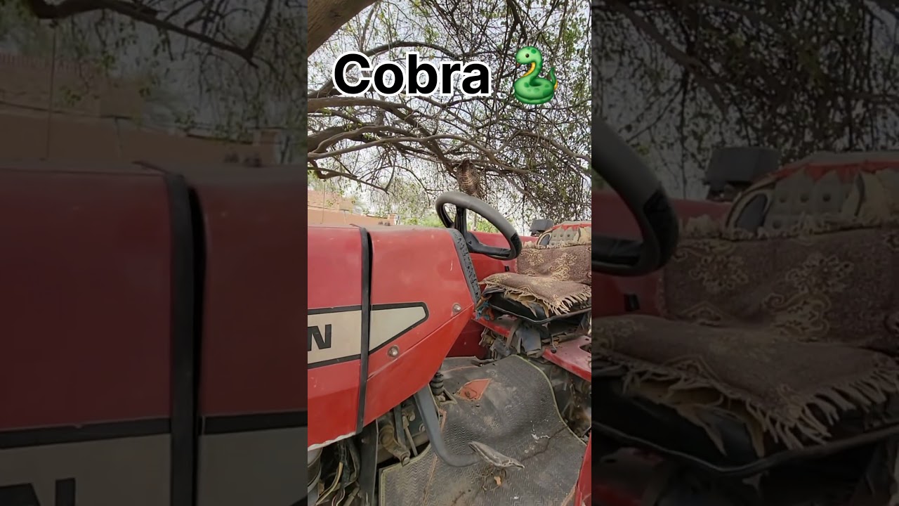 tractor per snake a Gaya 😳🧐🐍 