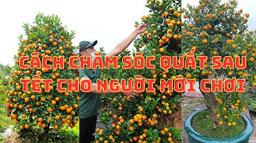 Hướng Dẫn Kỹ Thuật Trồng Quất Sau Tết Cho Người Mới Chơi - Nhà Vườn Vũ Tiến