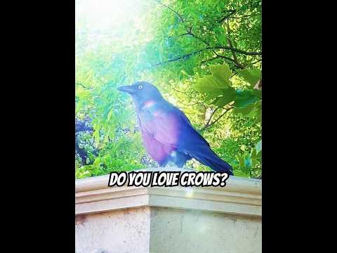 CROWS: Intelligence vs Beauty - Which Captivates You? 🧠🦅 Share Your