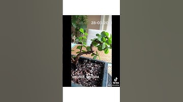 Two summer growth on my Elephant bush