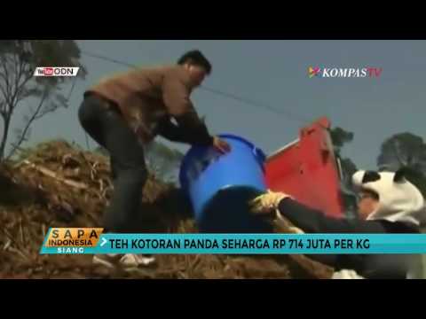 Video: Teh Putih - Varieti, Komposisi, Sifat Berguna, Cara Pembuatan Bir