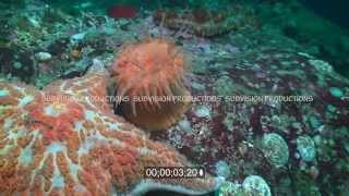 swimming anemone attacked by leather starfish by Rendezvousdiving 6,263 views 9 years ago 1 minute, 35 seconds