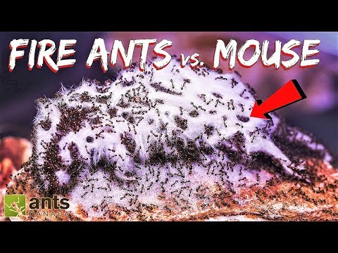 Ik heb mijn mieren een muis gegeven