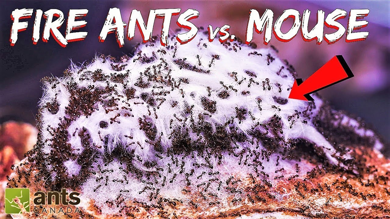 antworks revenue I Gave My Fire Ants a Mouse