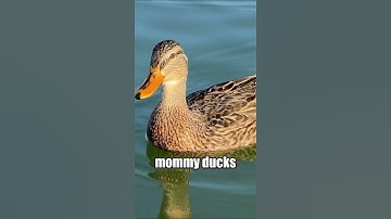 Hatch Facts: Discover the Fascinating Fact about Ducks! #shorts #ducks #facts