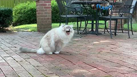 Video 1107201: lynx cat, blue lynx mitted, blue cat eating, cat old