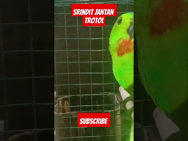 cek srindit jantan trotol semua dalam sangkar #burung class=