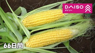 How to grow corn