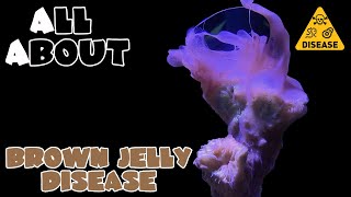 All About The Brown Jelly Disease